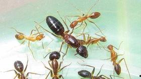 蟋蟀吃瓜,瓜果盛宴中的奇妙探险