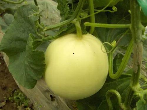 来摘小瓜吃,来摘小瓜吃，共享丰收喜悦