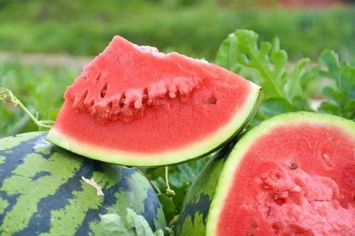 来摘小瓜吃,来摘小瓜吃，共享丰收喜悦