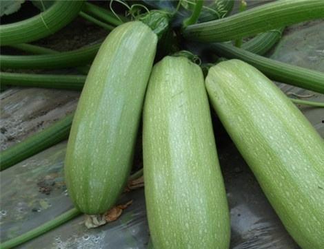 吃蓝瓜什么好处,营养丰富的健康之选