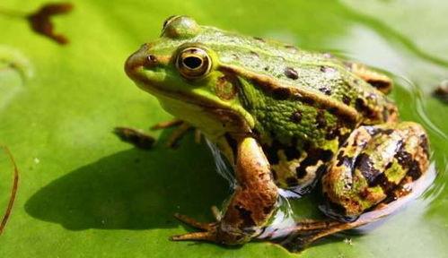 井中蛙吃瓜盘下载,下载之旅揭秘