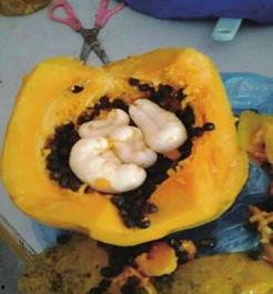 崽崽有瓜吃,揭秘美食背后的故事与传承