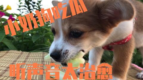 抖音吃瓜狗子完整版,揭秘“吃瓜狗子”完整版背后的故事与笑料