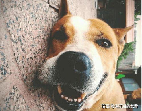 抖音吃瓜狗子完整版,揭秘“吃瓜狗子”完整版背后的故事与笑料