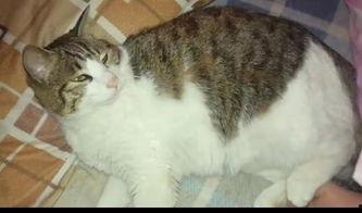 找瓜吃的猫,跟随找瓜吃的猫探寻美食之旅