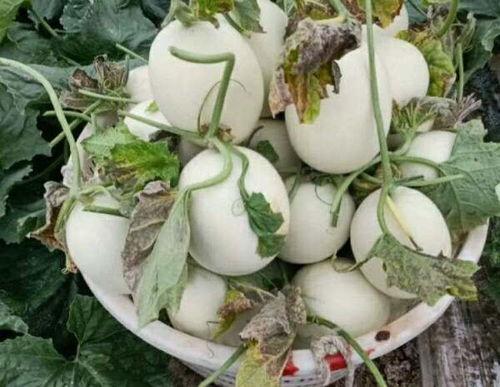 长相思吃玉瓜,一场视觉与味觉的邂逅