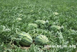 梦见去儿时玩伴瓜地吃瓜