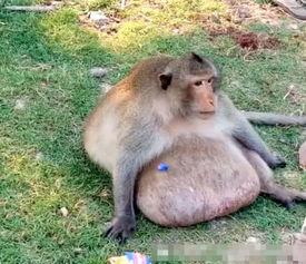 猴子吃瓜这篇短文,趣味盎然的生态小故事