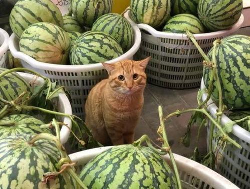 吃瓜不舔瓜