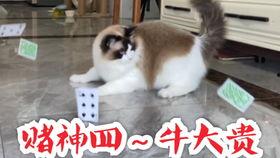 猫蛋吃瓜甜,探寻美食与生活的甜蜜邂逅