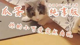 猫蛋吃瓜甜,探寻美食与生活的甜蜜邂逅