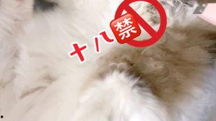 猫蛋吃瓜甜,探寻美食与生活的甜蜜邂逅